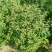【基地发货】青叶绣线菊金山绣线菊金焰绣线菊球工程专用规格齐全