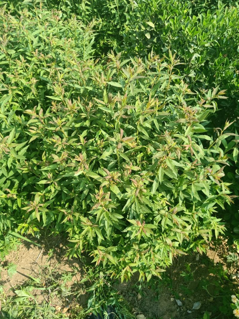 【基地发货】青叶绣线菊金山绣线菊金焰绣线菊球工程专用规格齐全