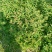 【基地发货】青叶绣线菊金山绣线菊金焰绣线菊球工程专用规格齐全