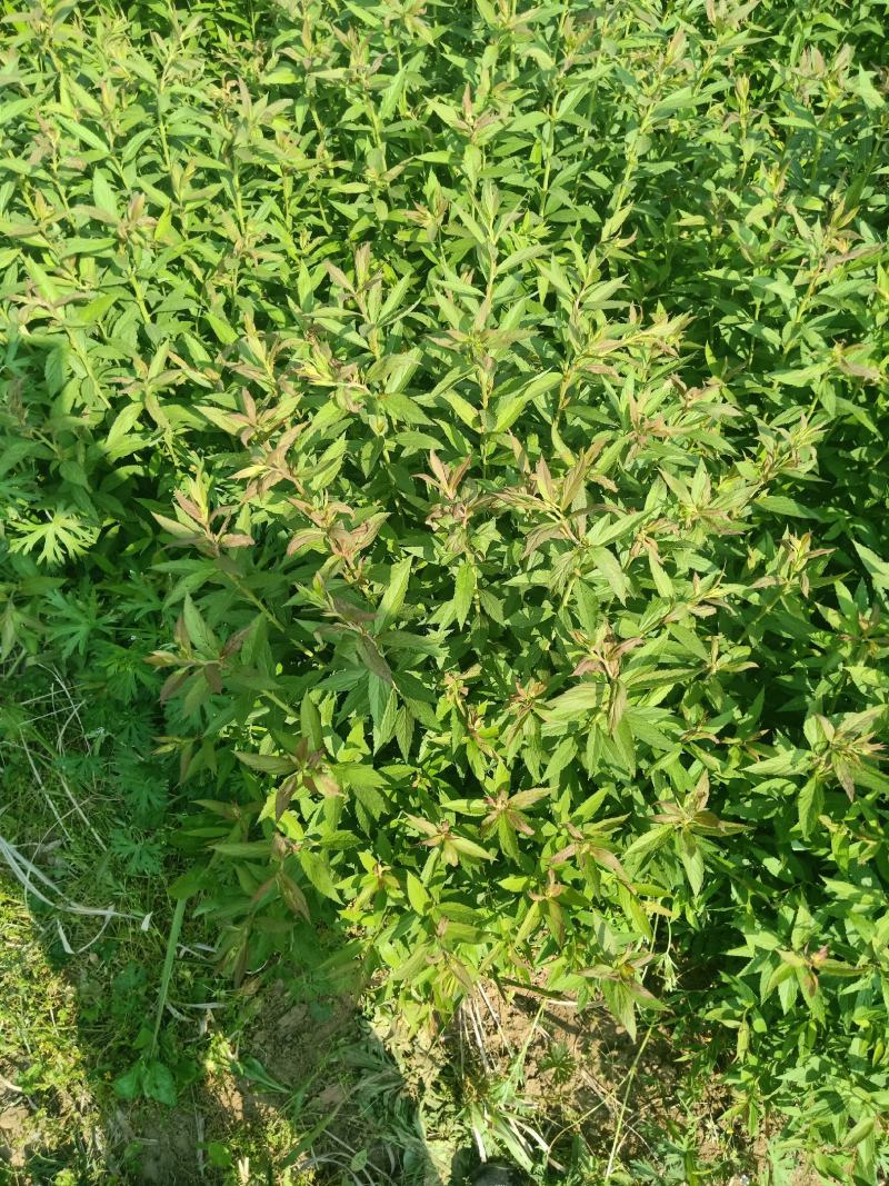 【基地发货】青叶绣线菊金山绣线菊金焰绣线菊球工程专用规格齐全