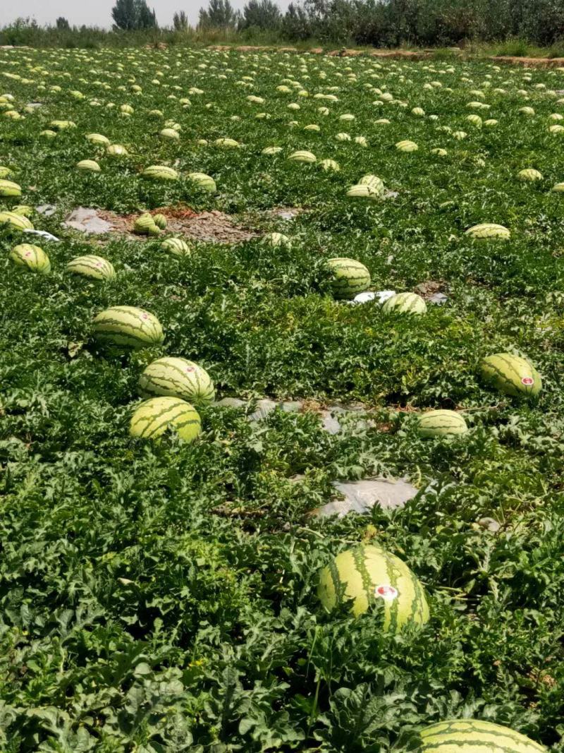 精品宁夏中卫硒砂瓜，货源充足，供应全国，欢迎各界来电咨询