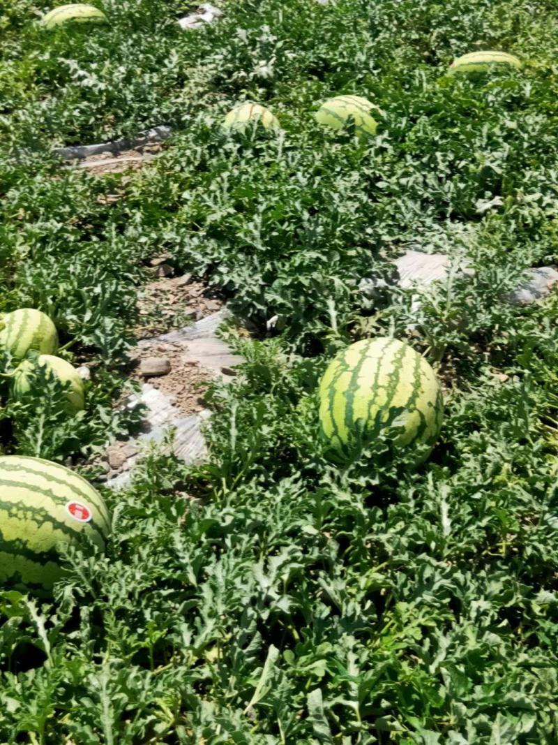 精品宁夏中卫硒砂瓜，货源充足，供应全国，欢迎各界来电咨询