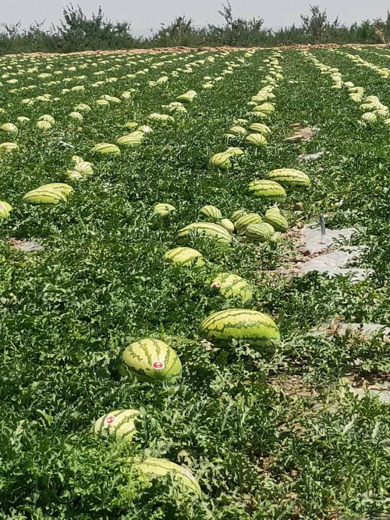 精品宁夏中卫硒砂瓜，货源充足，供应全国，欢迎各界来电咨询