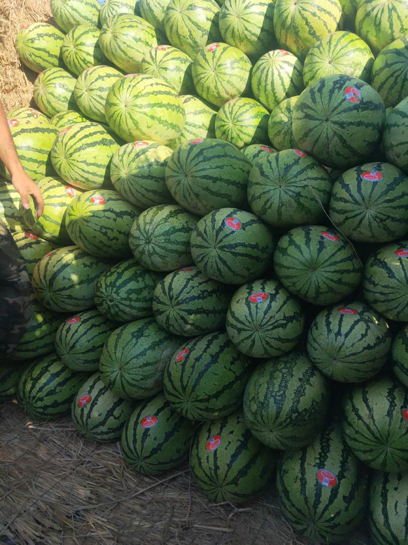 精品宁夏中卫硒砂瓜，货源充足，供应全国，欢迎各界来电咨询