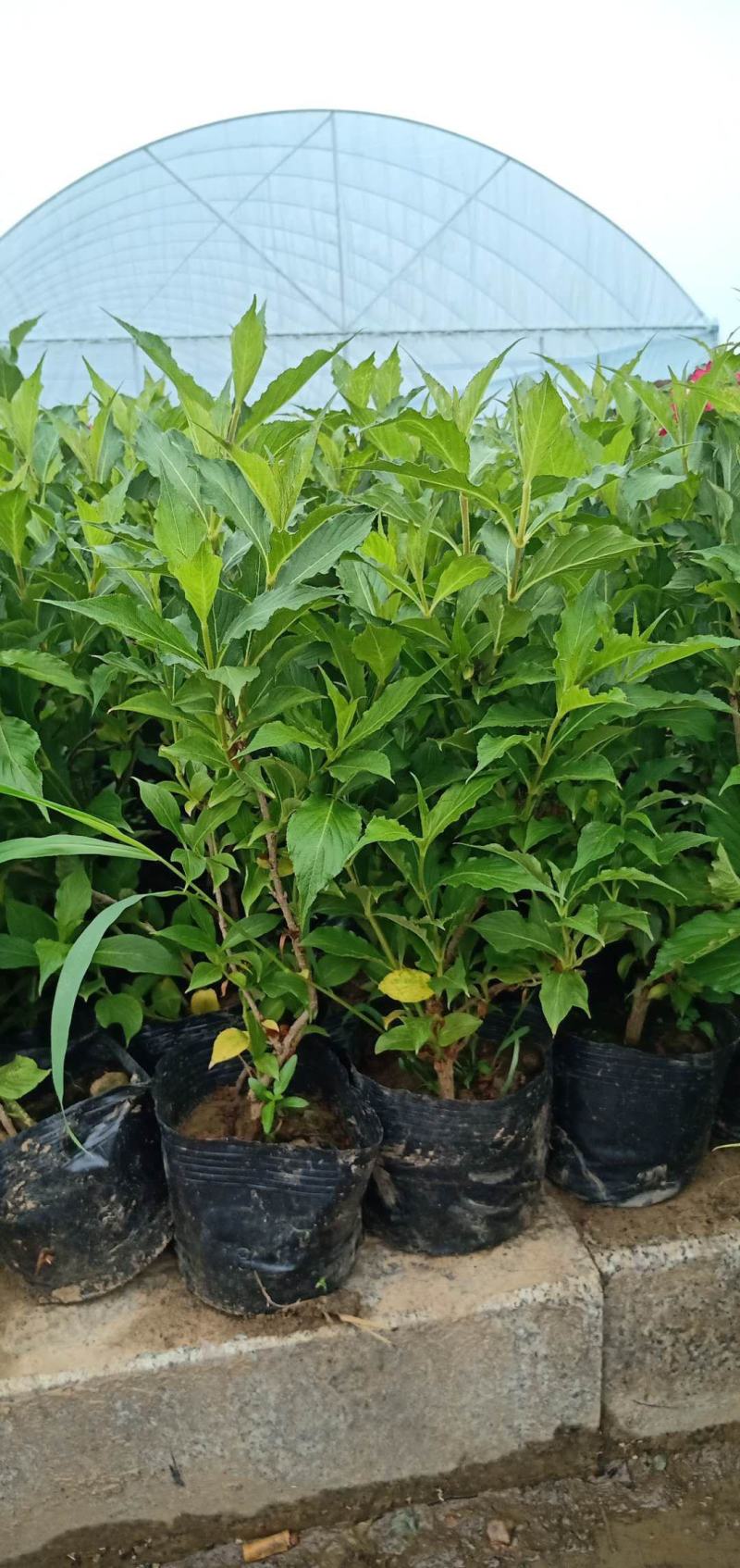 【精品推荐】红王子锦带床苗杯苗工程绿化专用苗40/50高价低