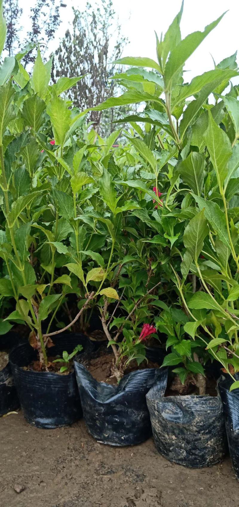 【精品推荐】红王子锦带床苗杯苗工程绿化专用苗40/50高价低