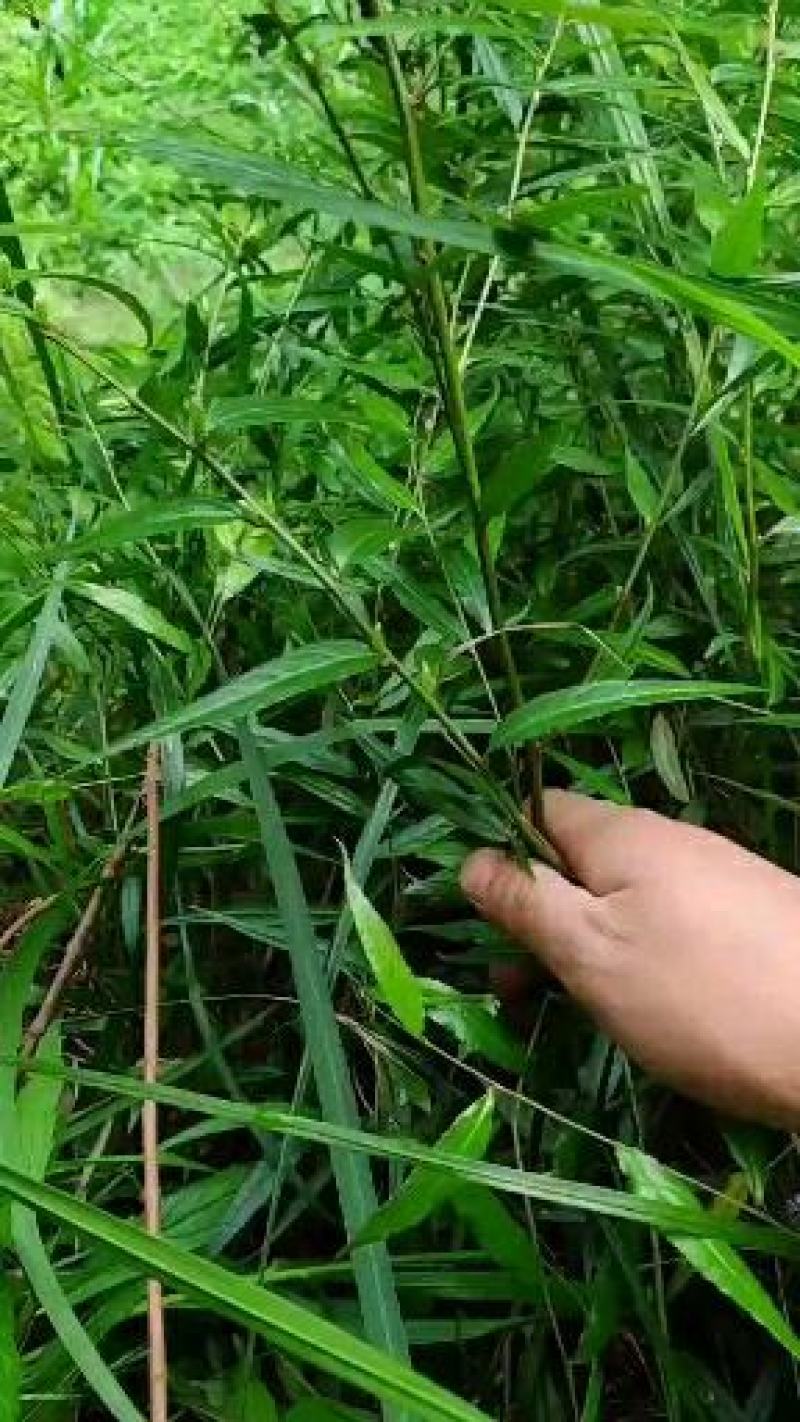 贵州毕节古夜郎野生中药材腹水草野生全草下单现采