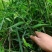 贵州毕节古夜郎野生中药材腹水草野生全草下单现采