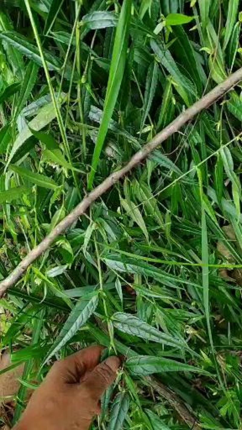 贵州毕节古夜郎野生中药材腹水草野生全草下单现采