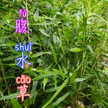 贵州毕节古夜郎野生中药材腹水草野生全草下单现采