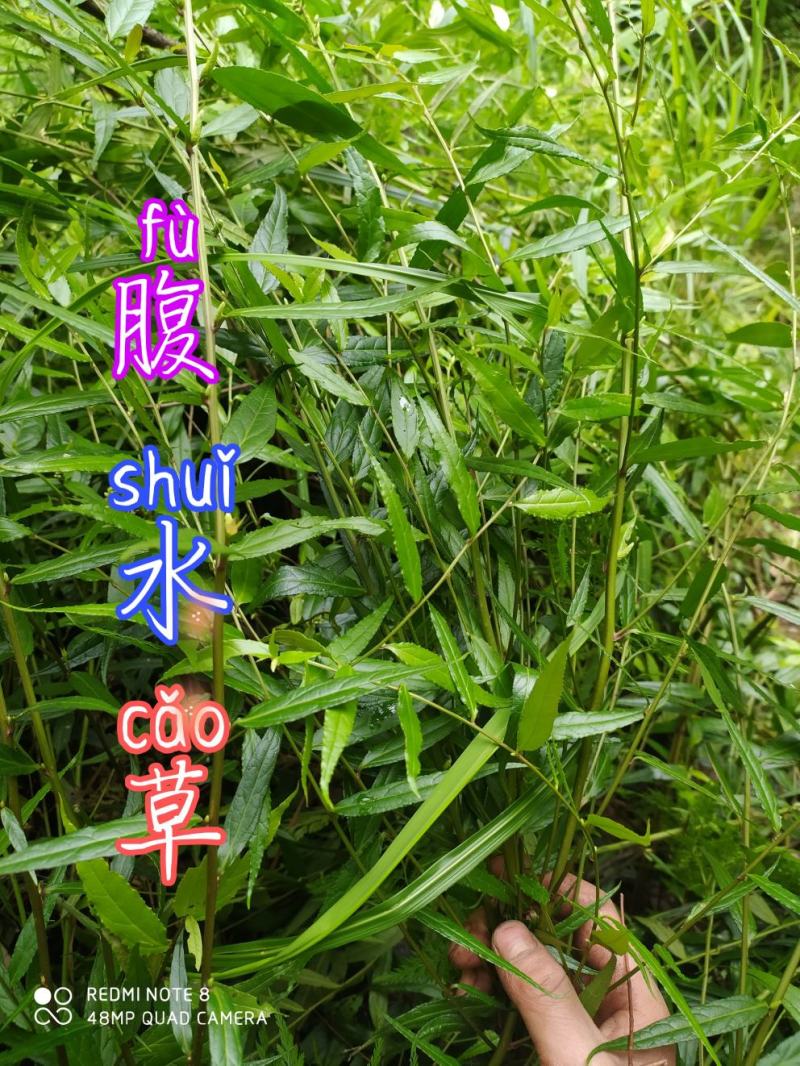 贵州毕节古夜郎野生中药材腹水草野生全草下单现采