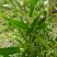 贵州毕节古夜郎野生中药材腹水草野生全草下单现采