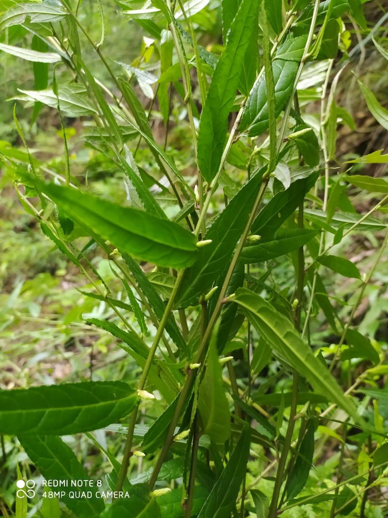 贵州毕节古夜郎野生中药材腹水草野生全草下单现采
