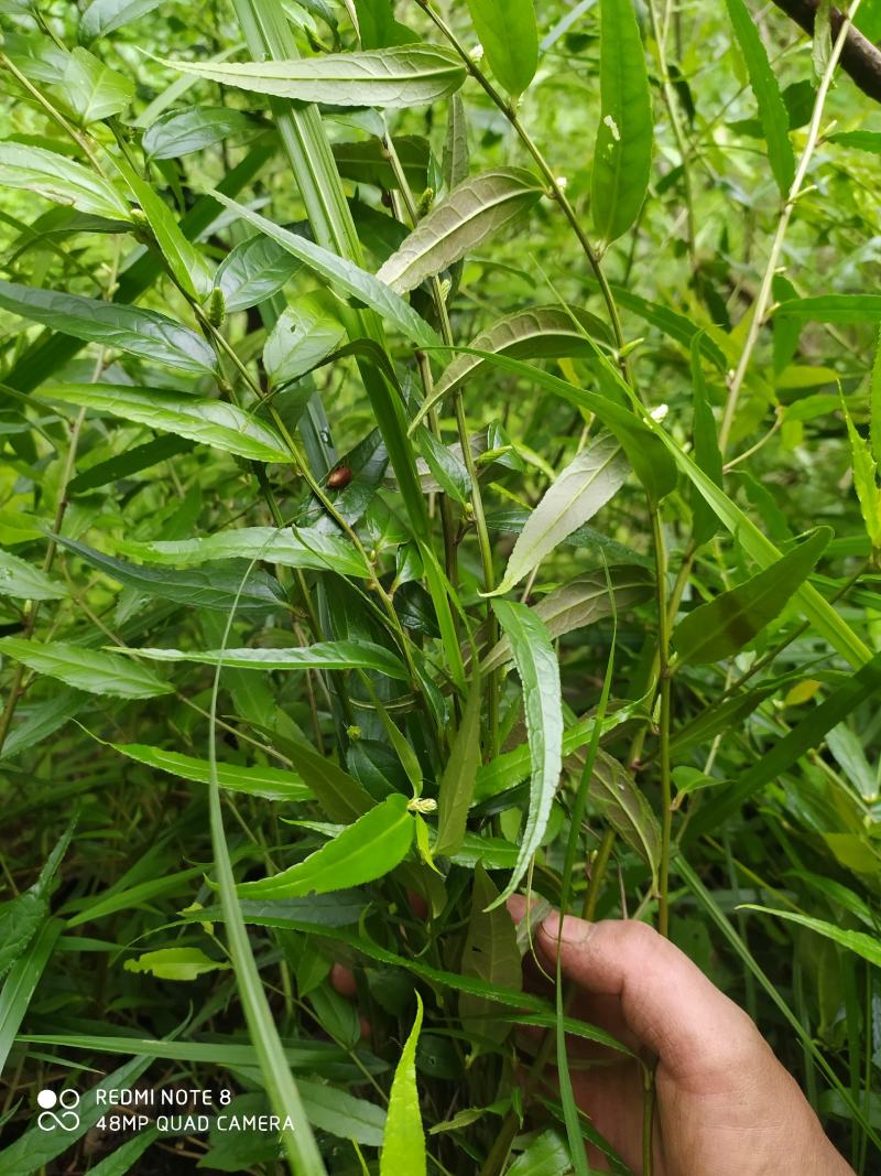 贵州毕节古夜郎野生中药材腹水草野生全草下单现采