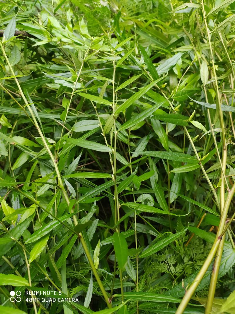 贵州毕节古夜郎野生中药材腹水草野生全草下单现采