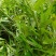 贵州毕节古夜郎野生中药材腹水草野生全草下单现采