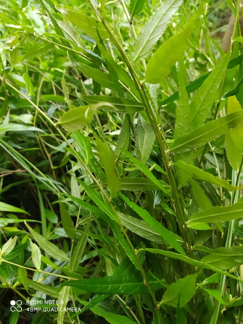 贵州毕节古夜郎野生中药材腹水草野生全草下单现采