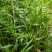 贵州毕节古夜郎野生中药材腹水草野生全草下单现采