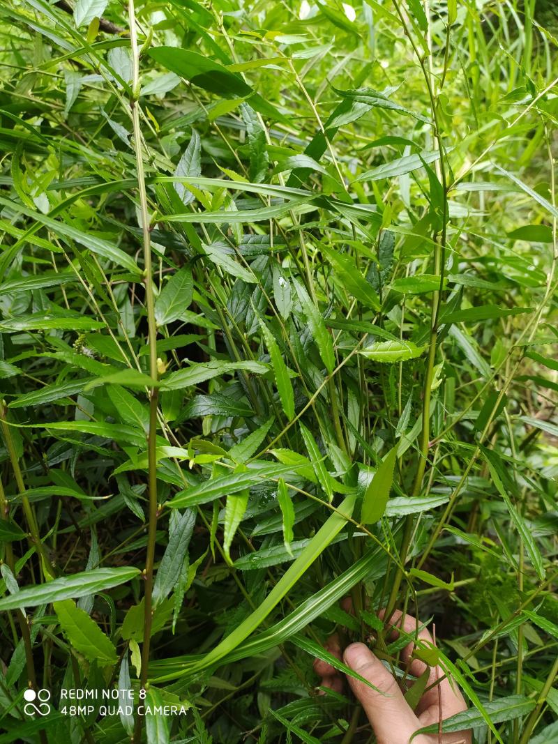 贵州毕节古夜郎野生中药材腹水草野生全草下单现采