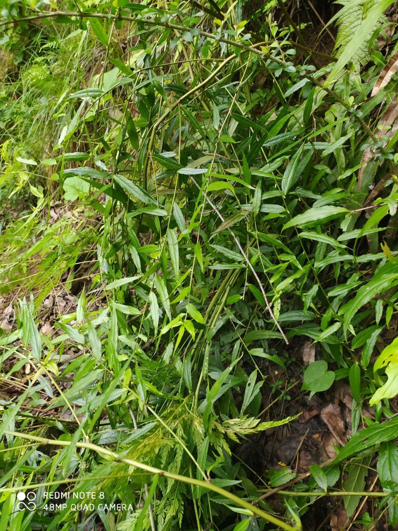 贵州毕节古夜郎野生中药材腹水草野生全草下单现采