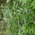 贵州毕节古夜郎野生中药材腹水草野生全草下单现采