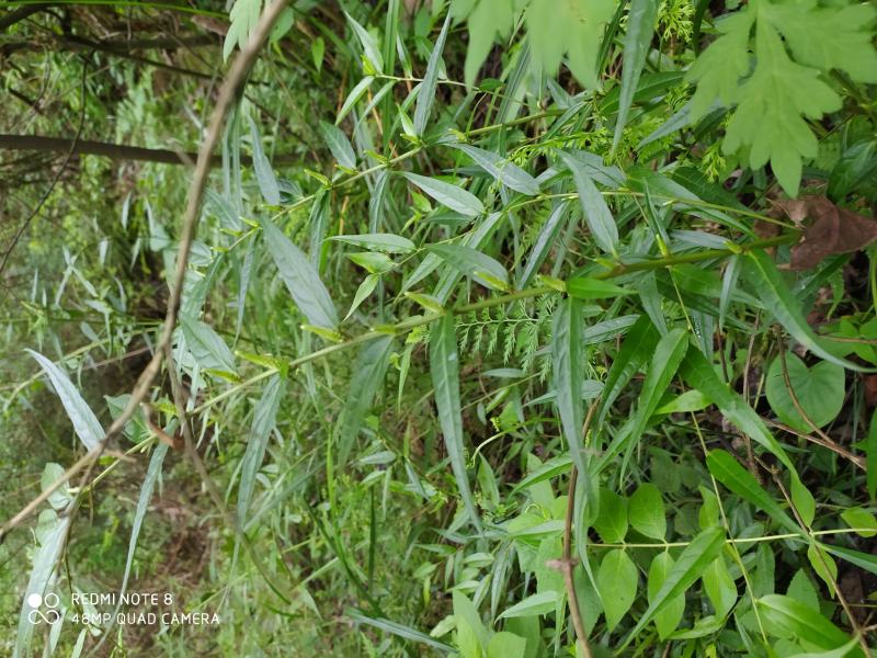 贵州毕节古夜郎野生中药材腹水草野生全草下单现采
