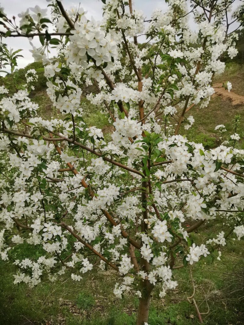 (香槟)辽伏苹果，色泽鲜艳口感甜脆清香。