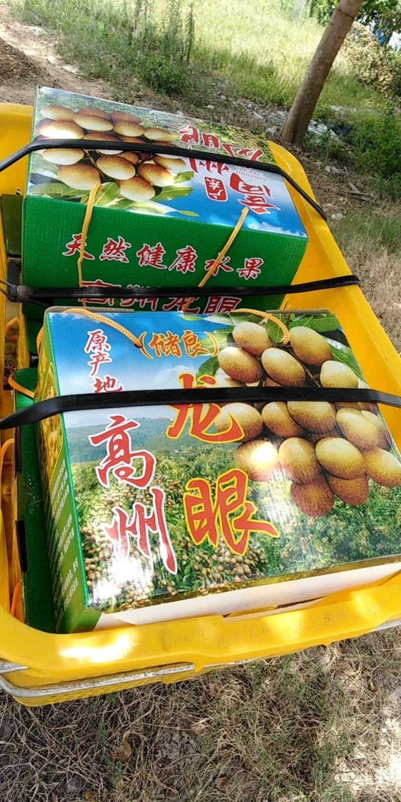 龙眼