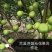 【无花果】精品无花果大量上市产地直发质美价廉