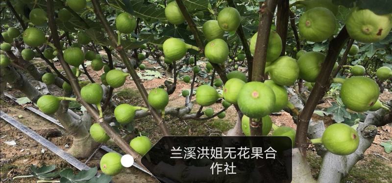【无花果】精品无花果大量上市产地直发质美价廉
