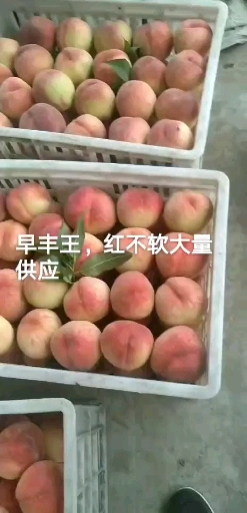 精品映霜红，85起步上不封顶大量供货中，