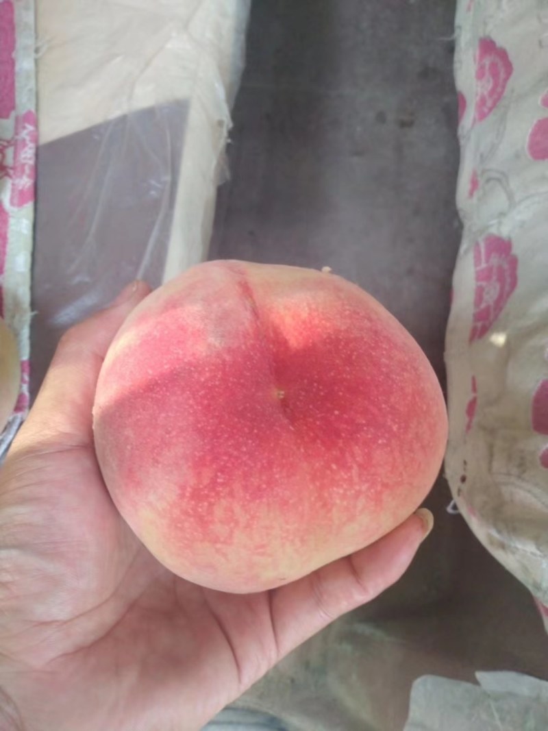 精品映霜红，85起步上不封顶大量供货中，
