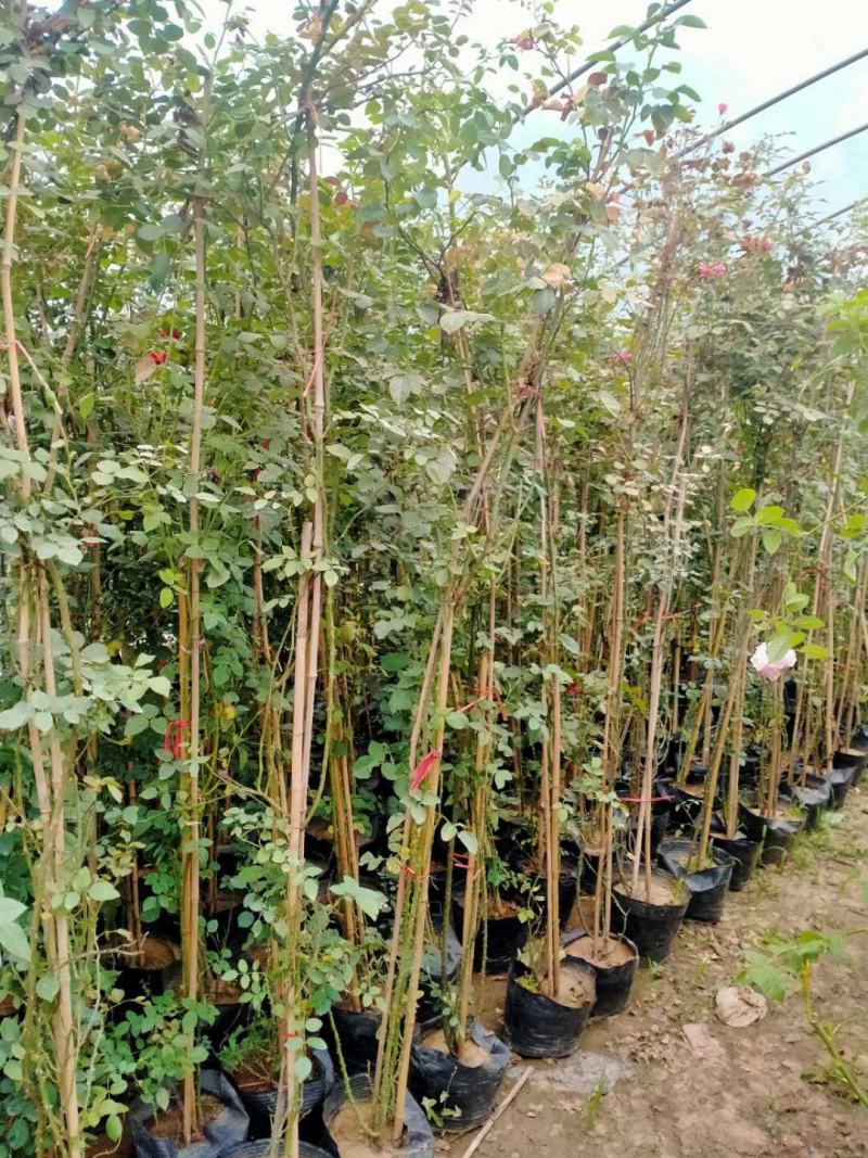 【基地发货】藤本月季1米高庭院爬藤高手花色多规格齐全量大价低