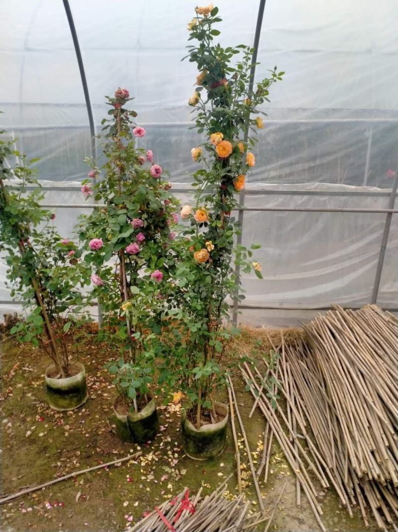 【基地发货】藤本月季1米高庭院爬藤高手花色多规格齐全量大价低
