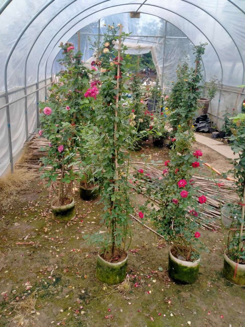 【基地发货】藤本月季1米高庭院爬藤高手花色多规格齐全量大价低