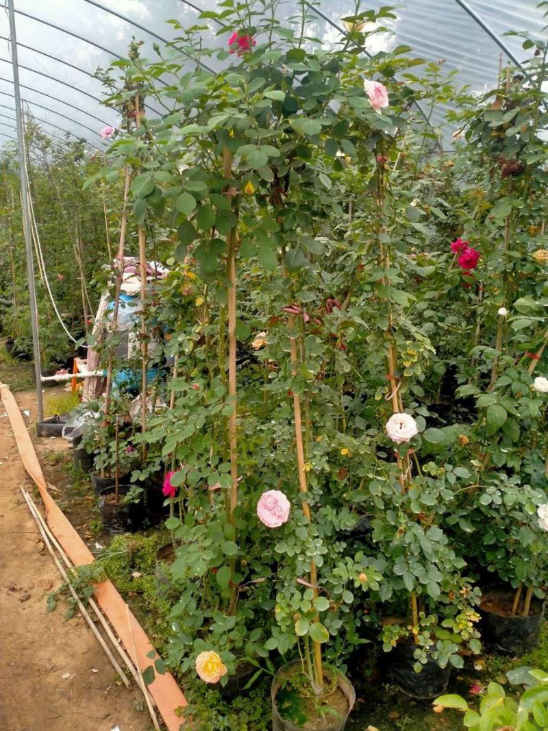 【基地发货】藤本月季1米高庭院爬藤高手花色多规格齐全量大价低
