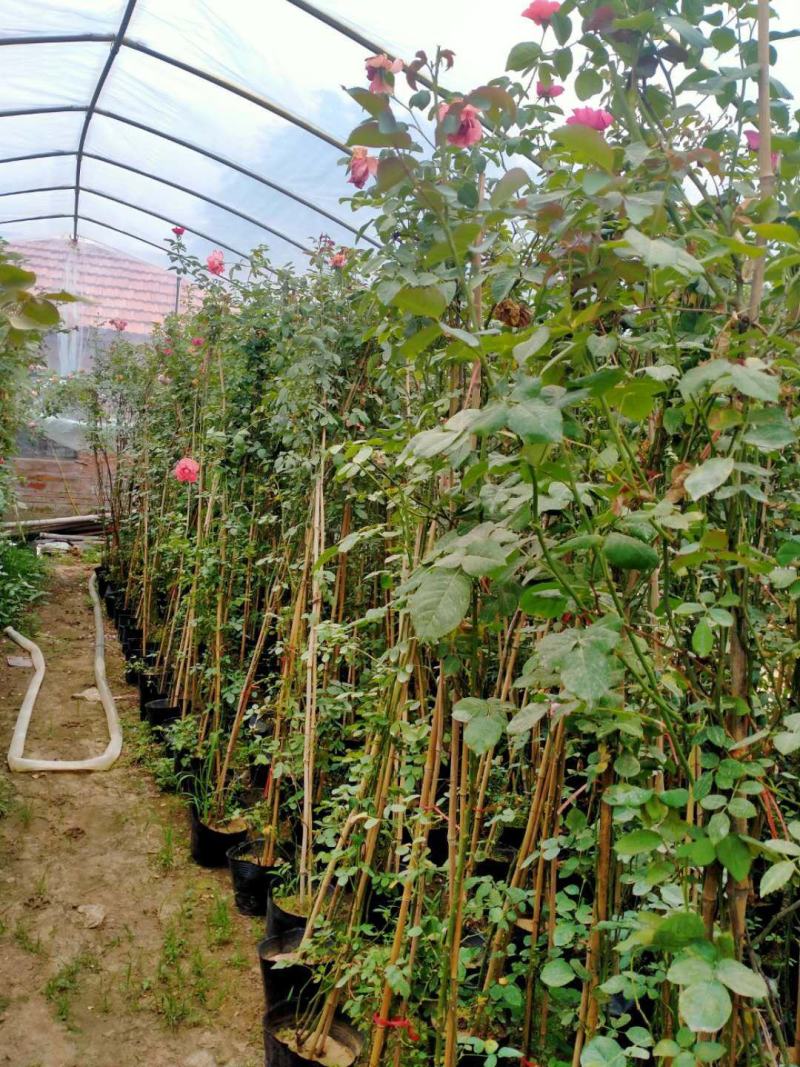 【基地发货】藤本月季1米高庭院爬藤高手花色多规格齐全量大价低