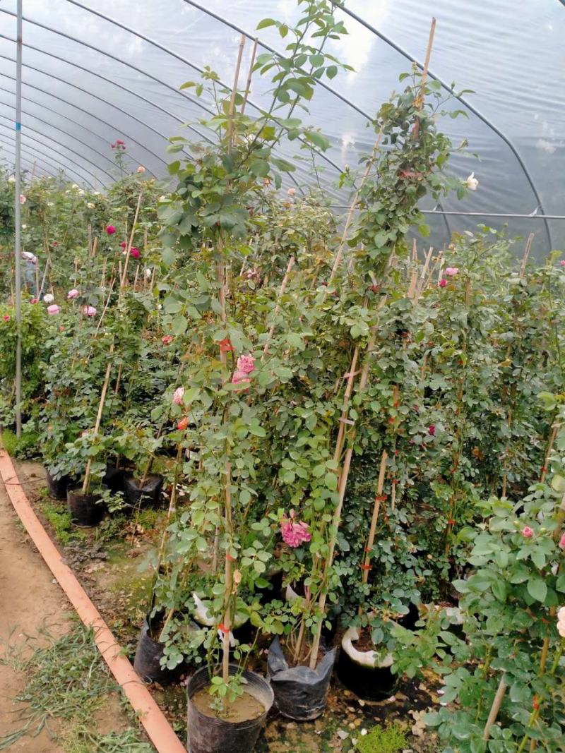 【基地发货】藤本月季1米高庭院爬藤高手花色多规格齐全量大价低