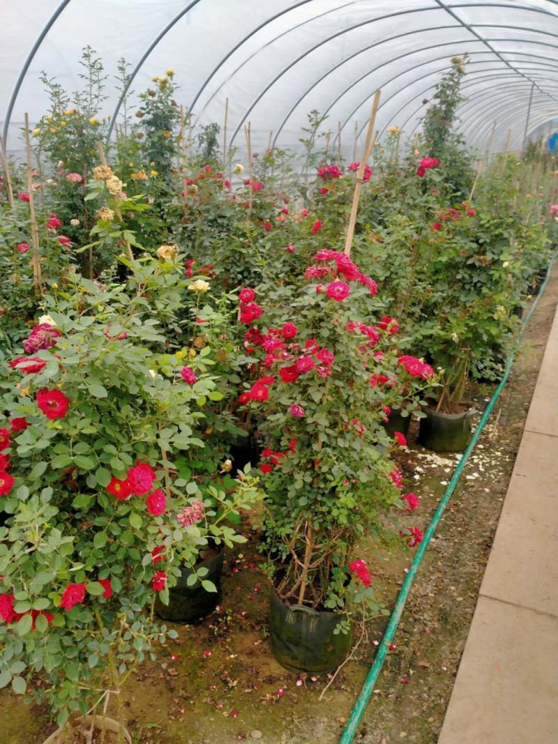 【基地发货】藤本月季1米高庭院爬藤高手花色多规格齐全量大价低