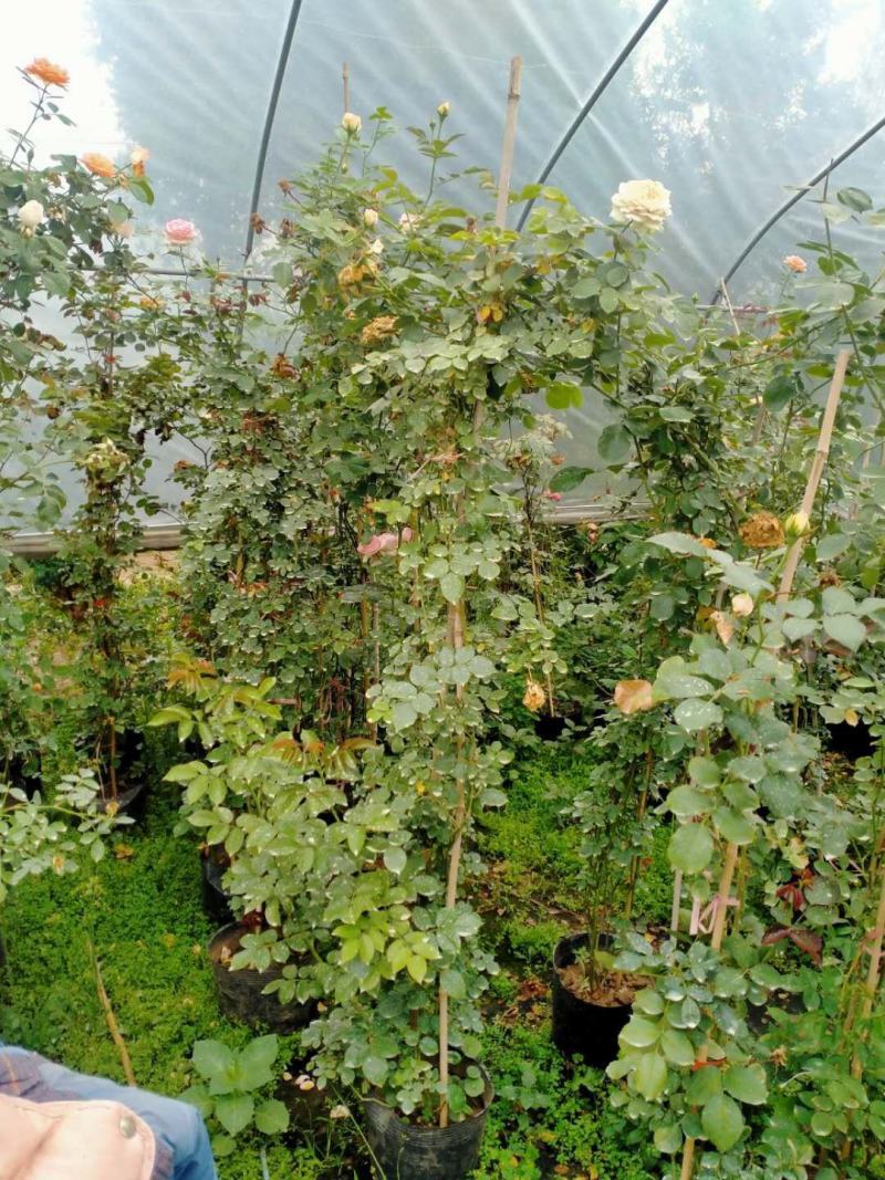 【基地发货】藤本月季1米高庭院爬藤高手花色多规格齐全量大价低