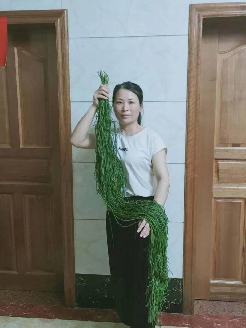 野生中药材千金草马尾千金草马尾青青草伸筋草100克包邮
