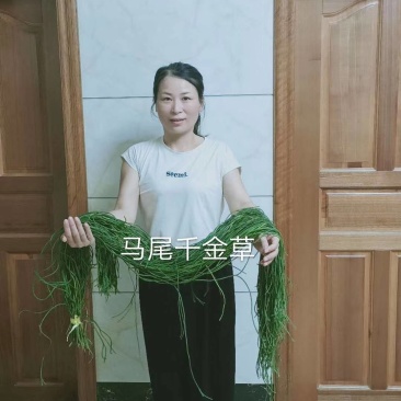 野生中药材千金草马尾千金草马尾青青草伸筋草100克包邮