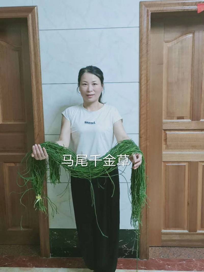 野生中药材千金草马尾千金草马尾青青草伸筋草100克包邮