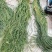 野生中药材千金草马尾千金草马尾青青草伸筋草100克包邮