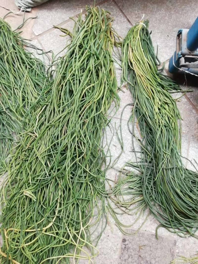 野生中药材千金草马尾千金草马尾青青草伸筋草100克包邮