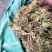 贵州金银花产地直销可视频