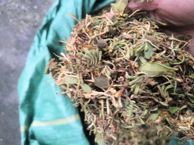 贵州金银花产地直销可视频