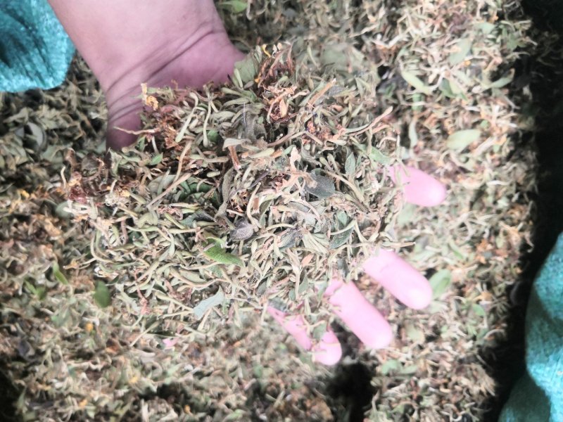 贵州金银花产地直销可视频