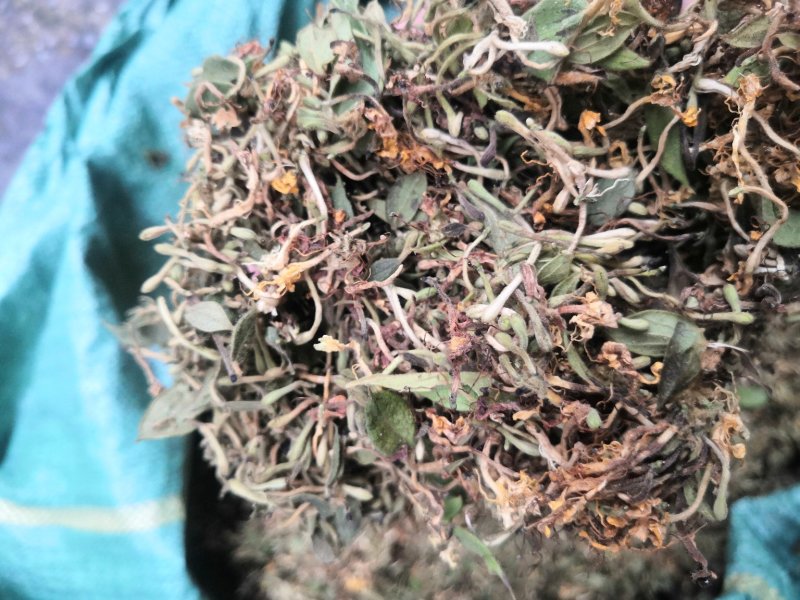 贵州金银花产地直销可视频