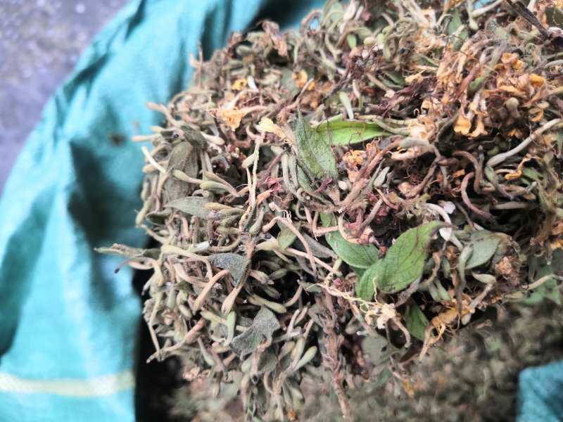 贵州金银花产地直销可视频